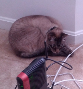 Lynx is upset with the time we spend on the Internet and is hereby throttling our bandwidth.