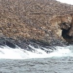 Look Close - Sea Lions!