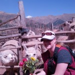 Alpacas Eating My Flowers